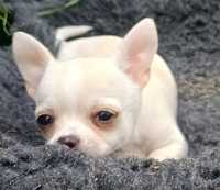 Chihuahua - kremowa dziewczynka
