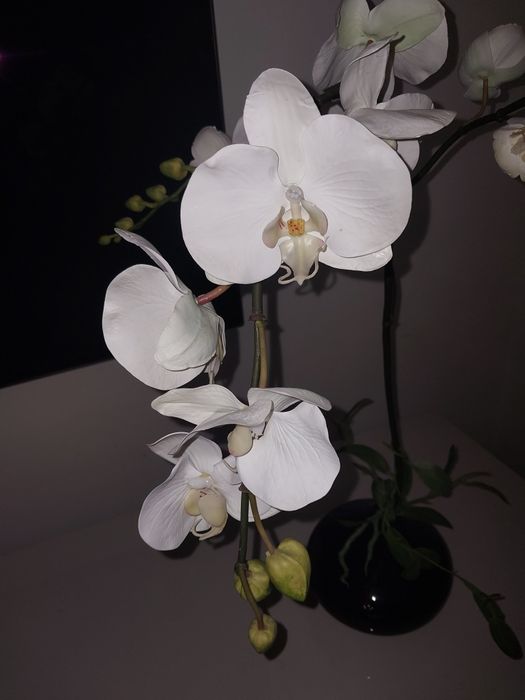 Vaso com orquídea