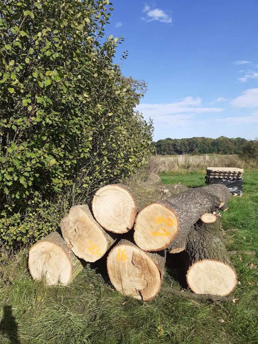 Drewno cięte dębowe