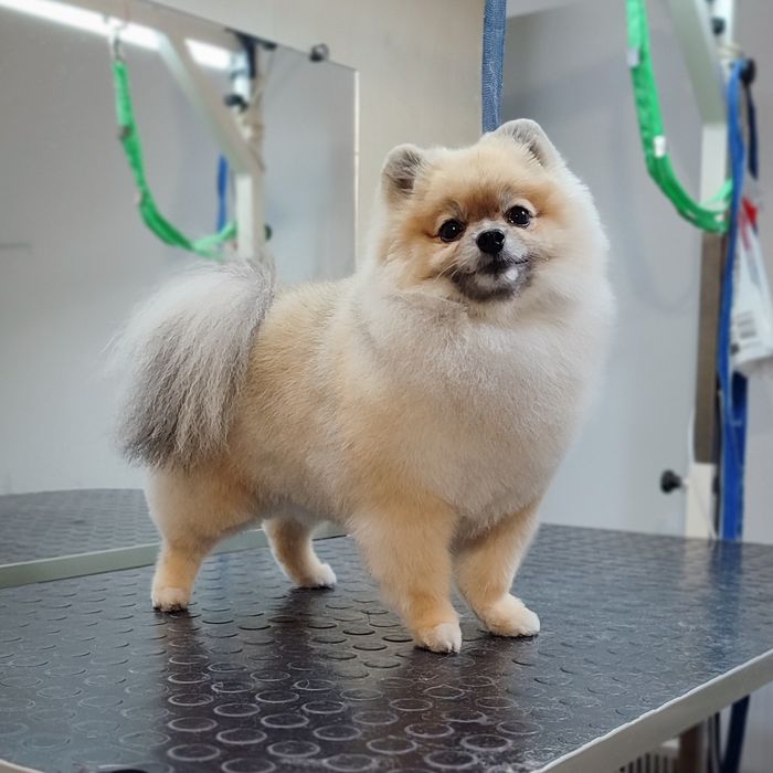 Стрижка собак та котів