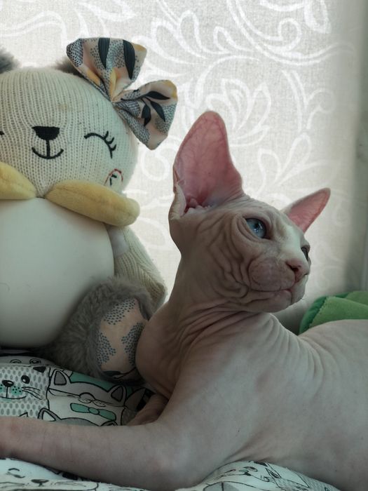 Котенок девочка сфинкс!