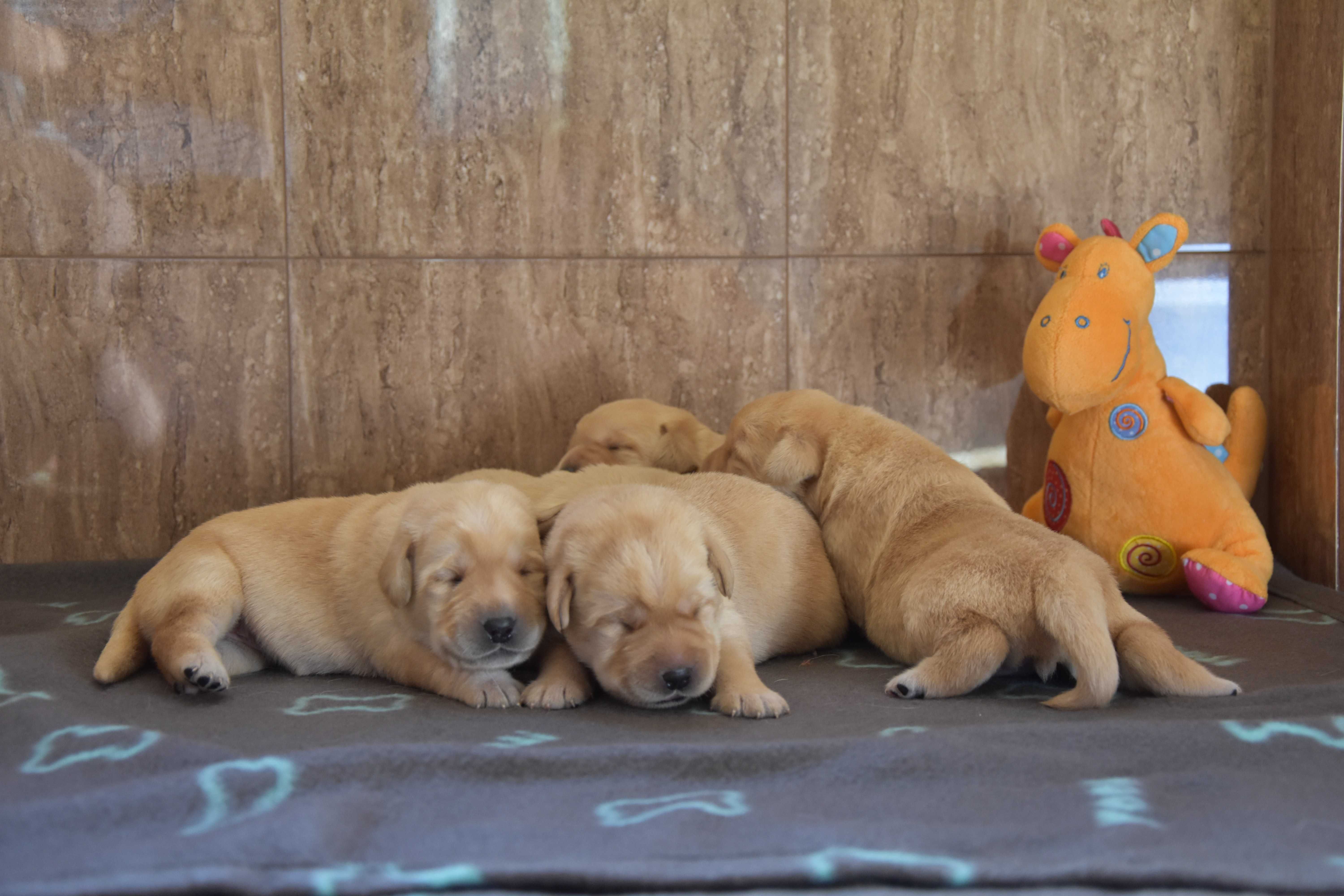 szczenię Labrador Retriever ZKwP/FCI