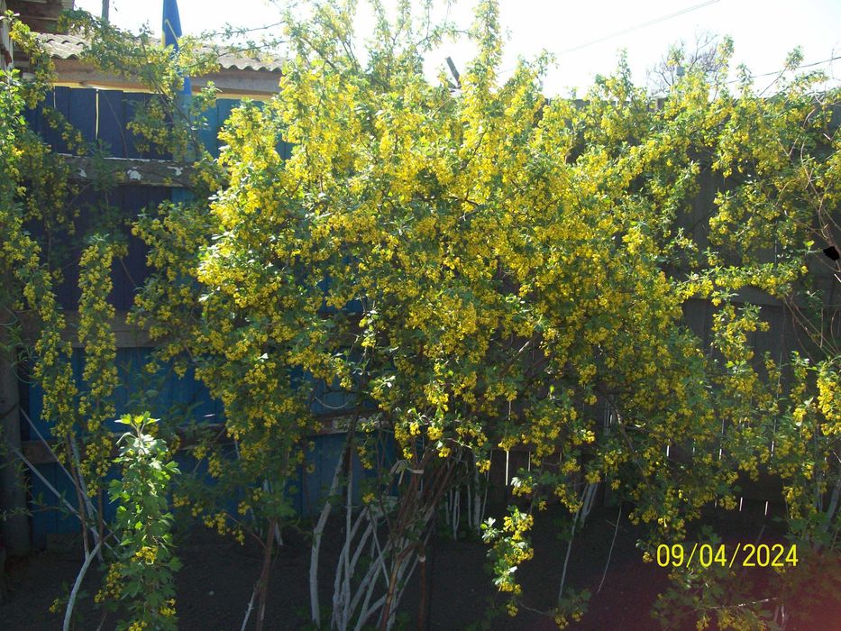 Саженцы смородины "Золотистая средняя"