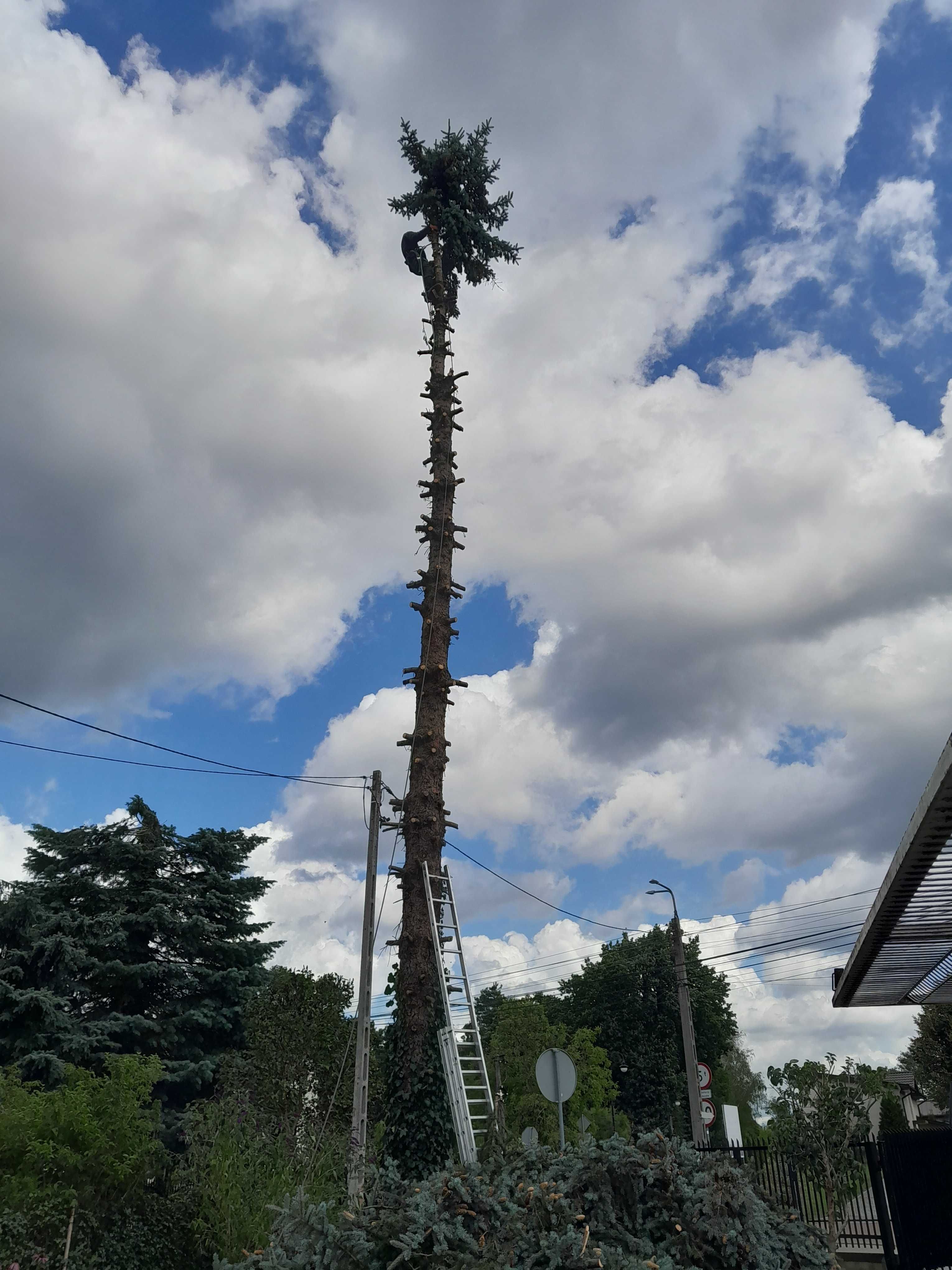 ① Wycinka drzew Wycinka drzewa Wycinanie drzew Karczowanie Rębak