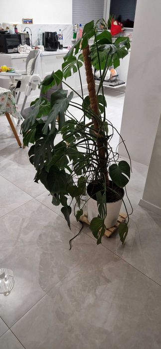 Duza monstera do sprzedania.