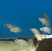 Tanganika altolamprologus calvus white wysylam