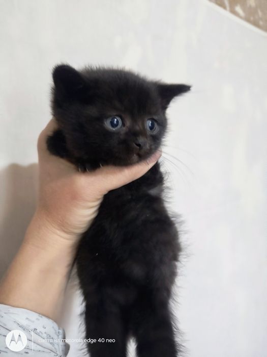 Британские котята