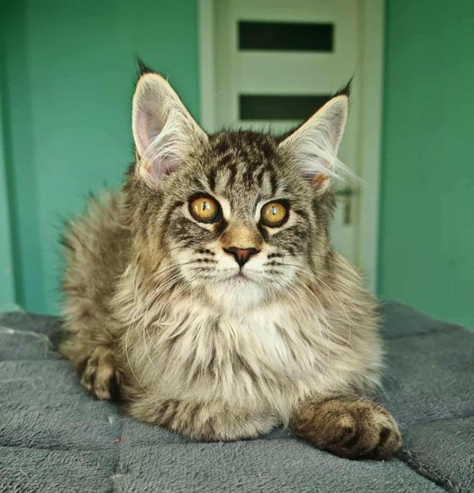 Maine coon koteczka Fpl