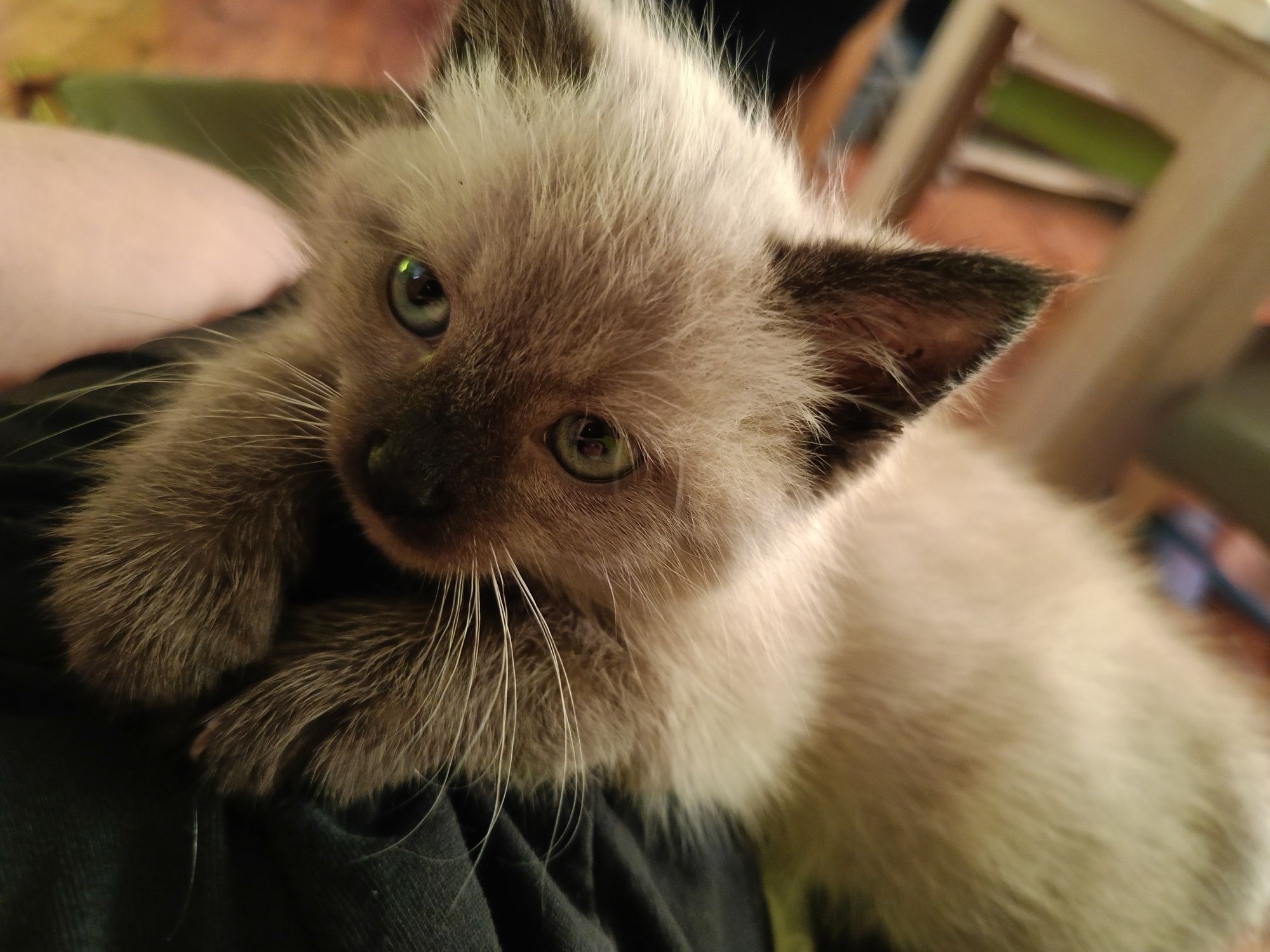 Kotek  kotka ragdoll zapraszam