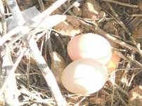 resh, free range, organic eggs.
