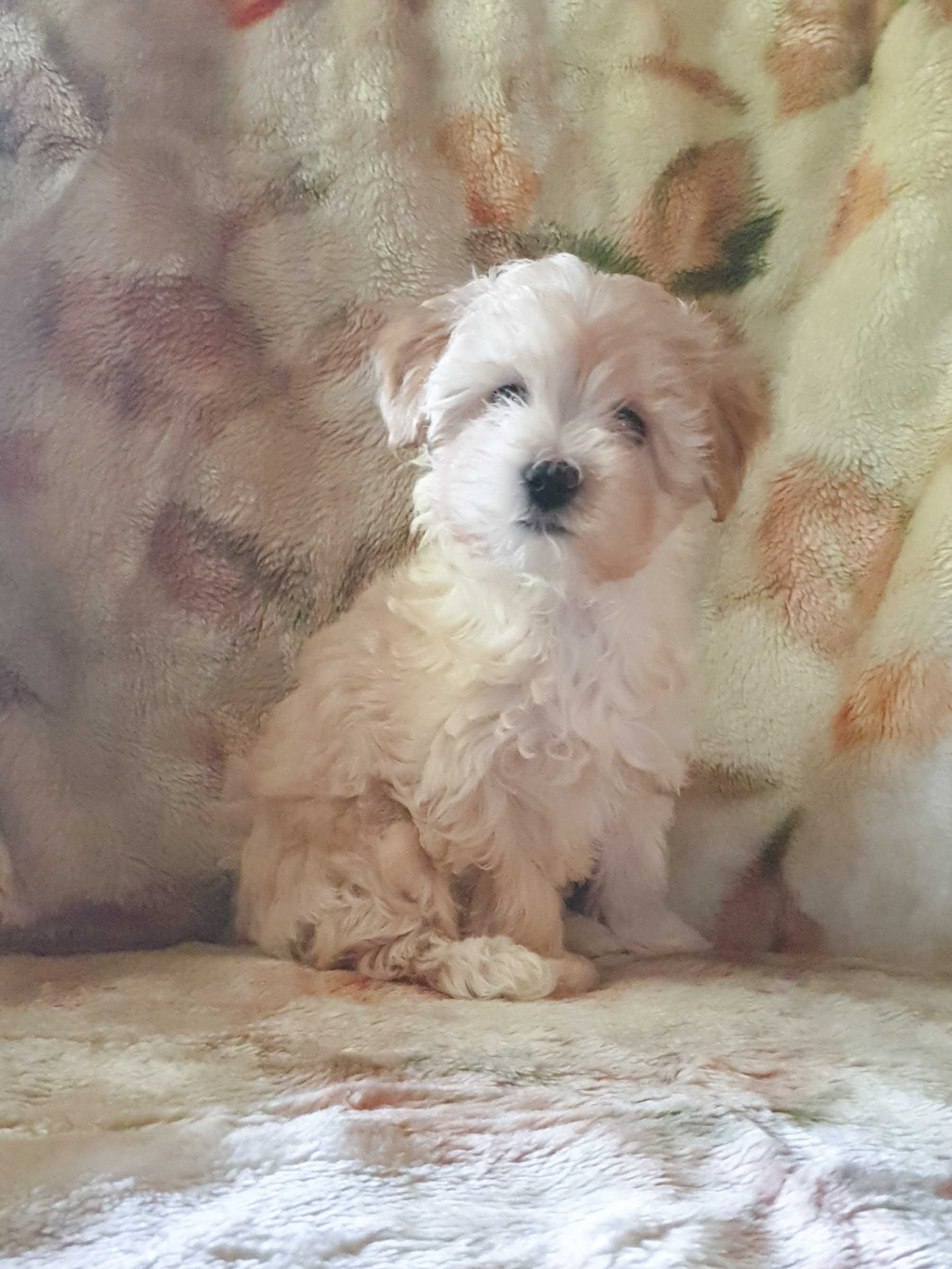 Maltipoo urocza, jaśniutka sunia