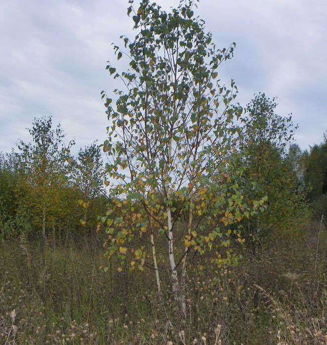 Саджанці берези, дуба, клена, липи, черемхи, барбарису, терену