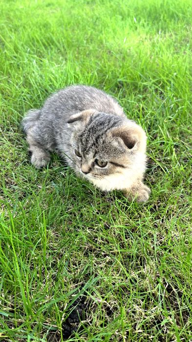 Gatinho "Scottish Fold"