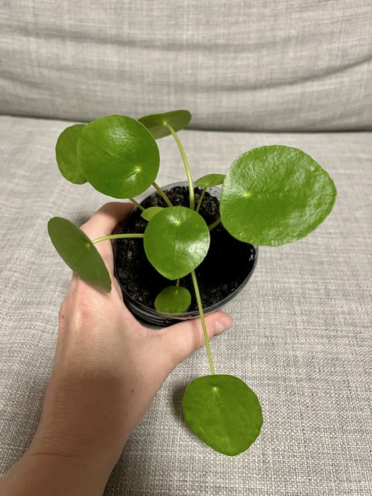 Pieniążek (pilea peperomioides)