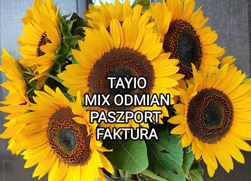 Słonecznik ozdobny nasiona