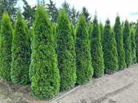 Thuja Smaragd 180 - 250 cm WYPRZEDAŻ