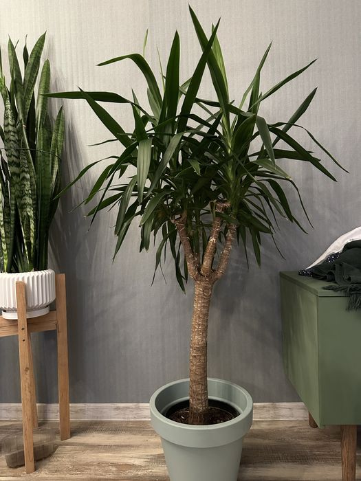 Пальма Юка 150см