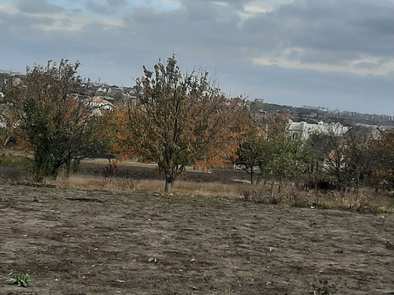 Безкоштовно  огород