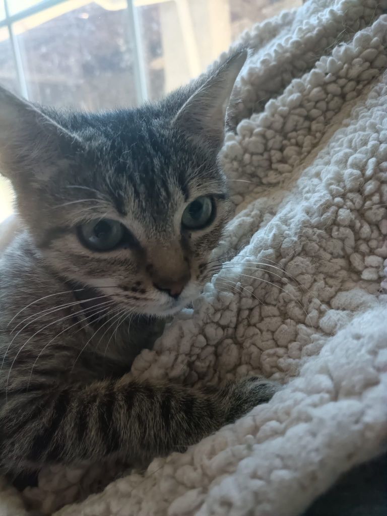 Gatinhos bebés para adoção