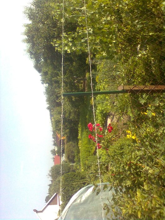 Sprzedam 7 letni bukszpan (wiecznie zielony).