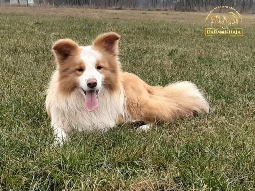 Border Collie ZKwP/FCI cudna dziewczynka