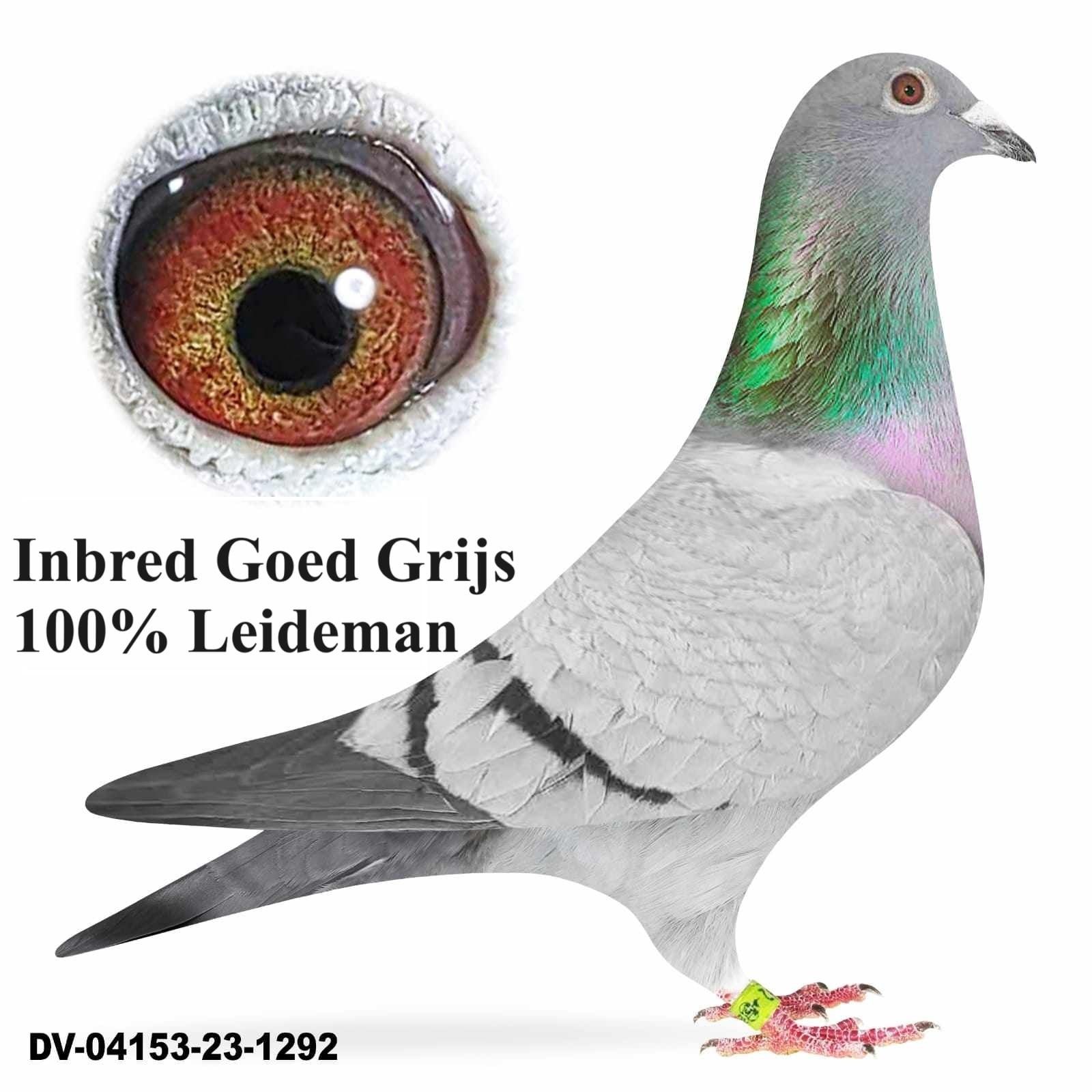 Gołębie pocztowe Goed Grijs Leideman