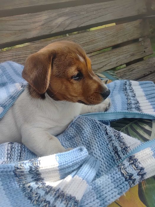 Jack Russell Terier