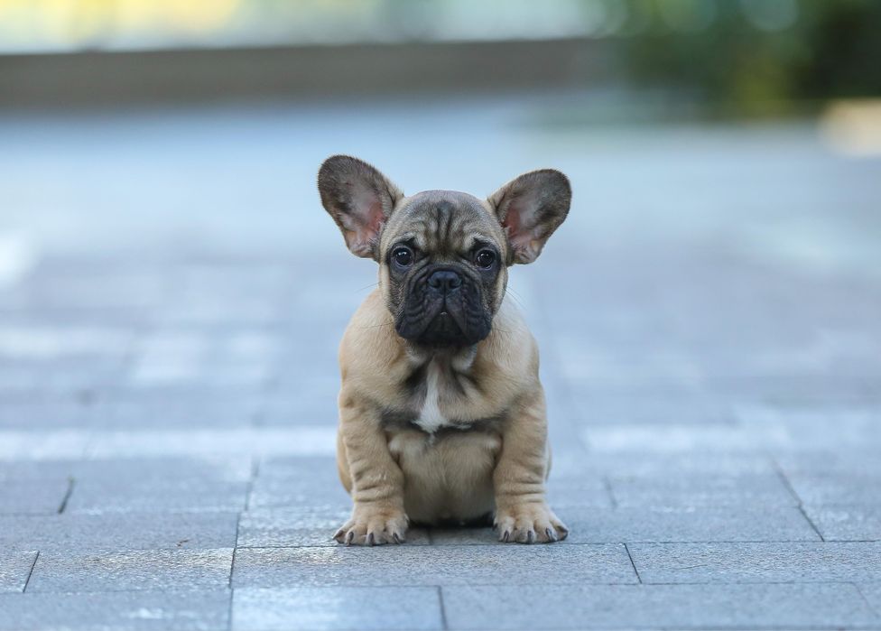 Породний виставковий хлопчик КСУ