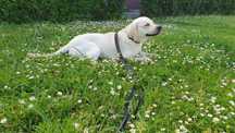 Labrador Goofy szuka domu