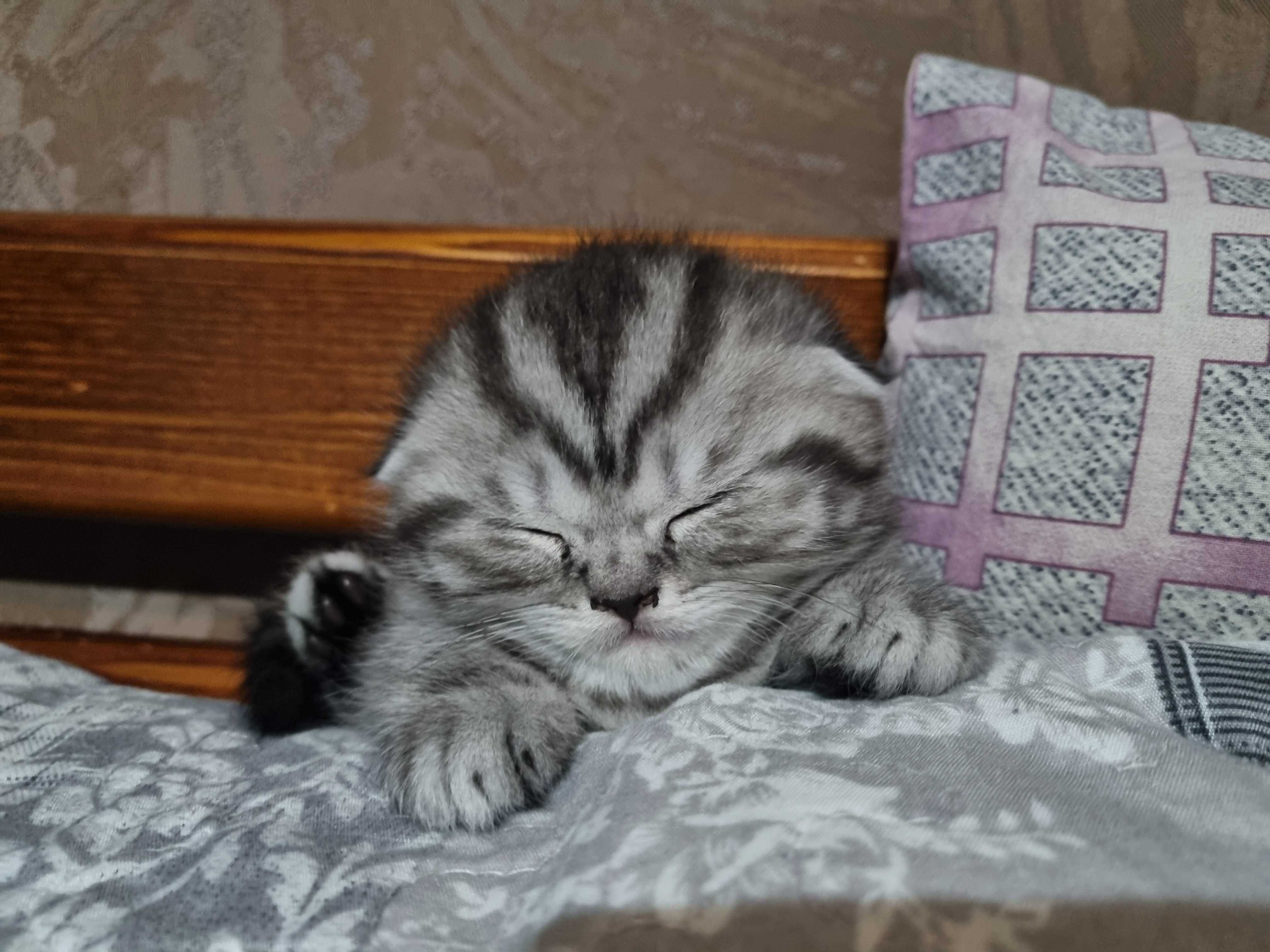 Scotish fold котик шотландский вислоухий мрамор на серебре
