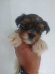 Piesek Szczeniak Yorkshire Terrier Biewer