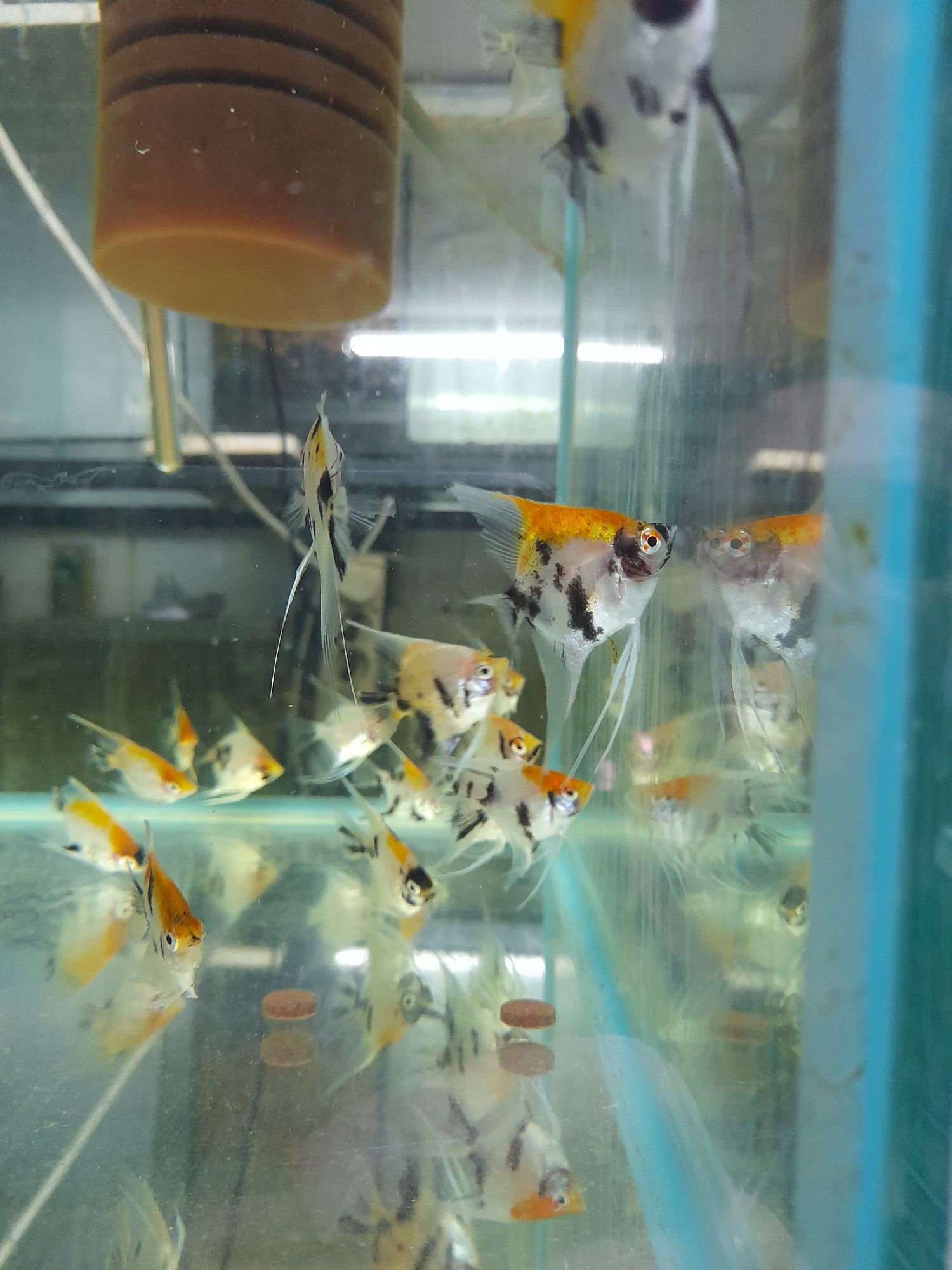 Skalary  koi 5cm