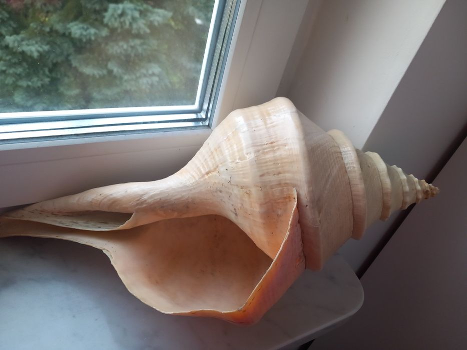 Duża muszla Syrinx Aruanus z Australii 53 x 24
Duża muszla Syrinx Arua