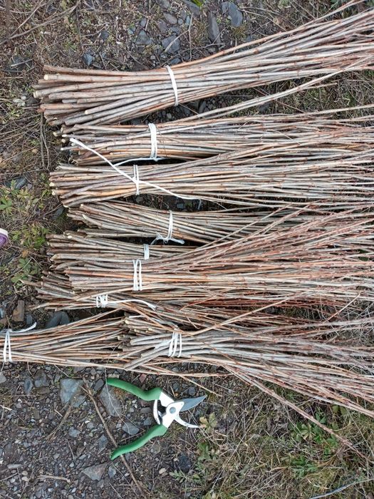 Черенки смородины золотистой