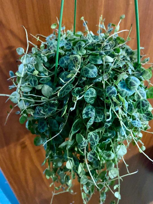 Peperomia prostrata