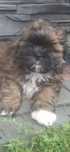 Piesek rasy shih tzu GOTOWY DO ODBIORU
