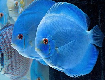GB Paletka, dyskowiec BLUE DIAMOND (Symphysodon discus) - dostawa ryb!