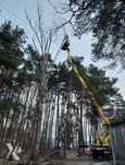Wycinka Drzew Pielęgnacja Drzew Rębak Podnośnik Arborysta Alpinista