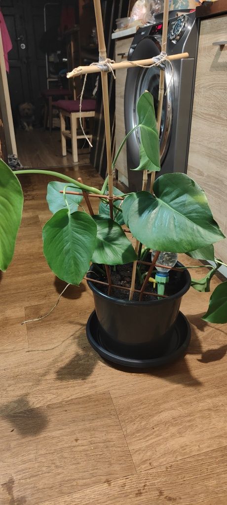 Kwiat monstera w doniczce