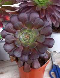 Aeonium Vulcano 10cm