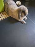 Królik mini lop samiczka