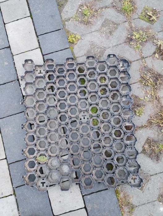 Geokrata kratka trawnikowa/parkingowa