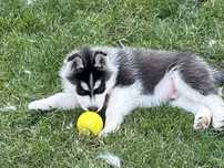 szczenięta siberian husky ZKwP -  husky który ogrzeje Twoje serce