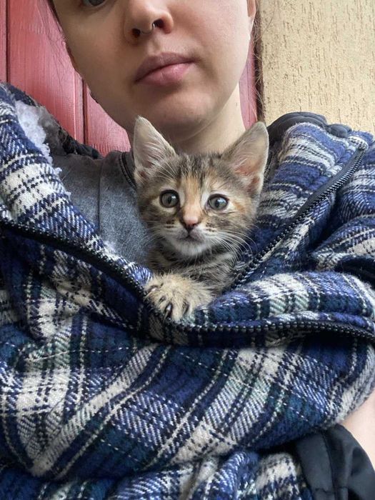 кошеня в добрі руки