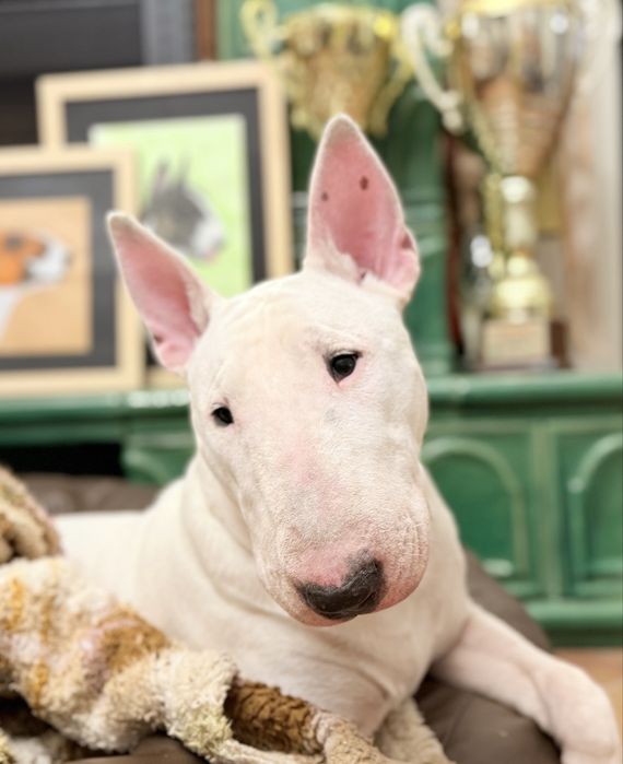 Suczka bulterier hodowla FCI - szczeniak