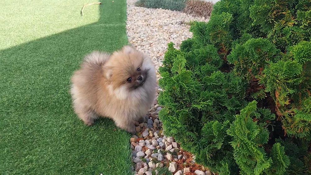Lulu da Pomerânia com LOP (Pedigree) e Afixo