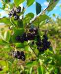 Aronia ekologiczna