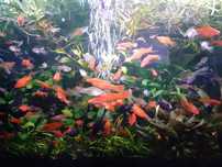 Promoção pack peixes tropicais (Espadas (4) e Guppys endlers(12))