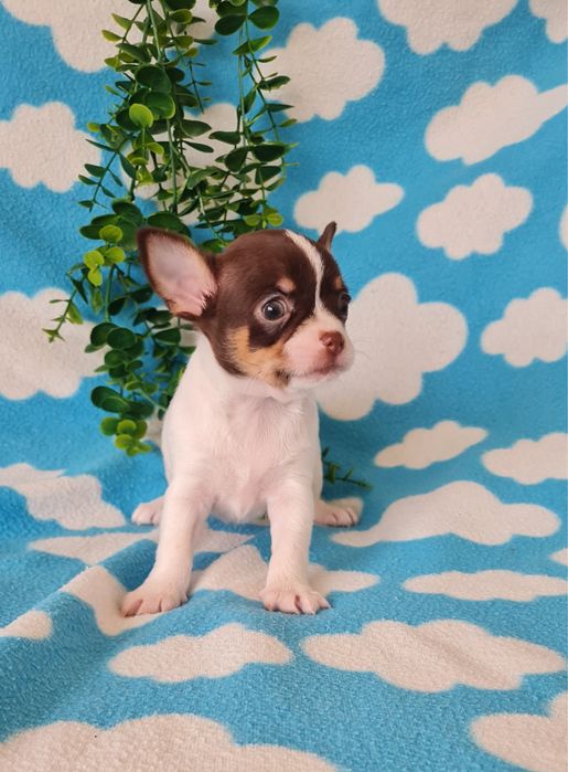 Excecional mini Chihuahua/Chiuaua LinhagemRussa. Qualidad