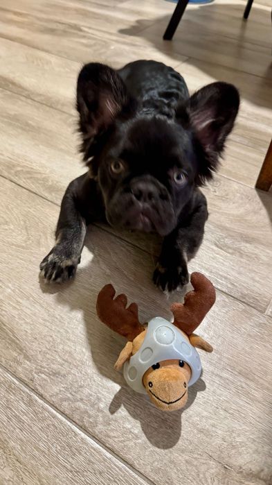 флаффі французький бульдог